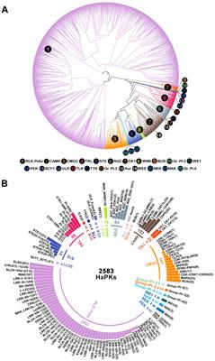 Genome-wide characterization of the sunflower kinome: classification, evolutionary analysis and expression patterns under different stresses